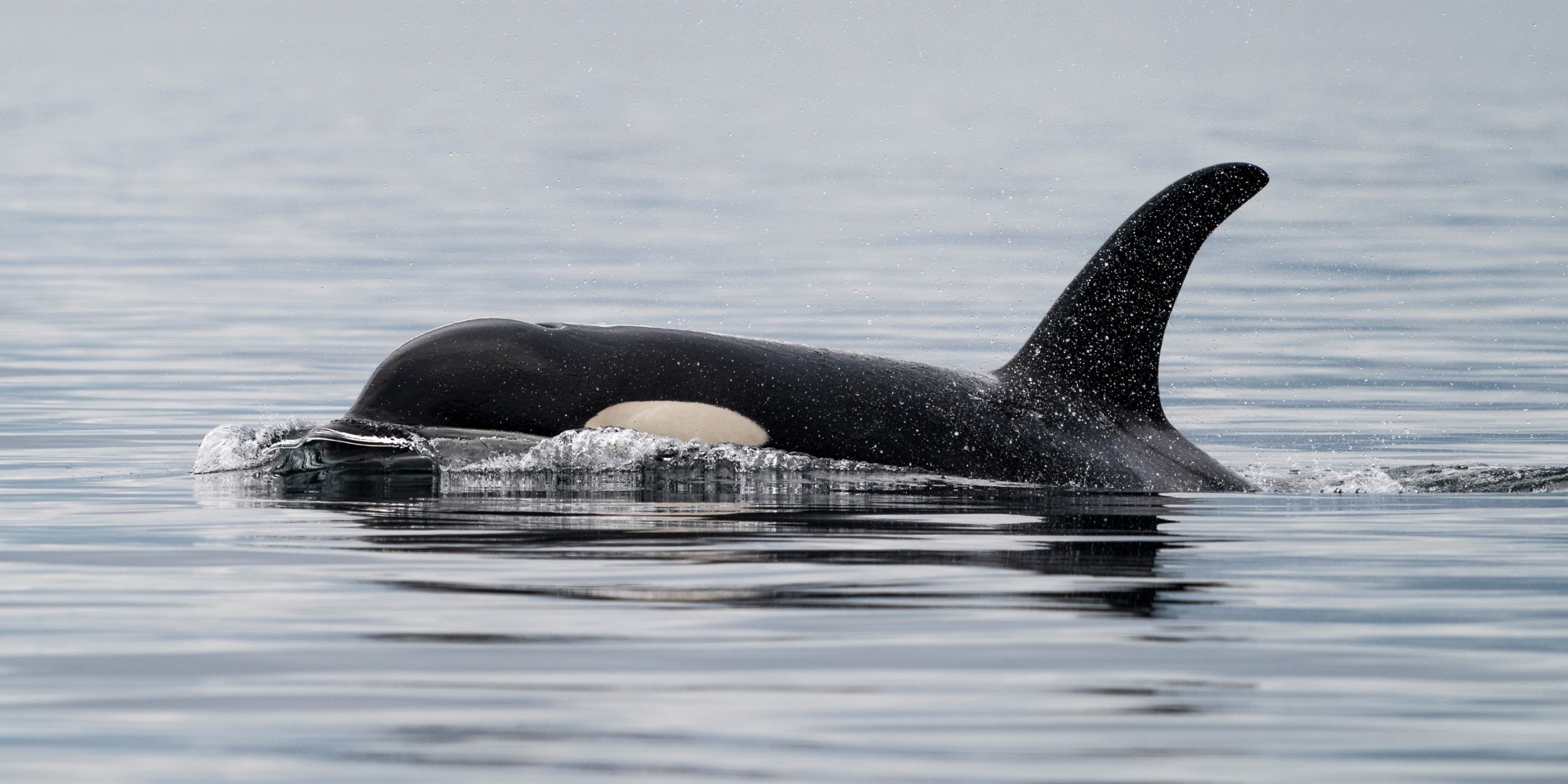 An orca in the surface of the water