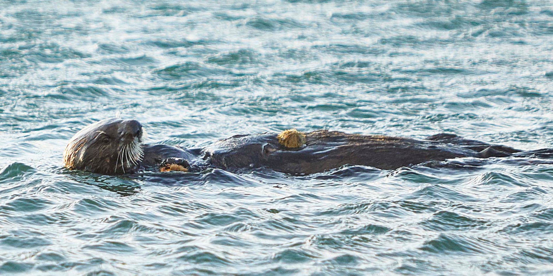 Sea otters frequent local waters.