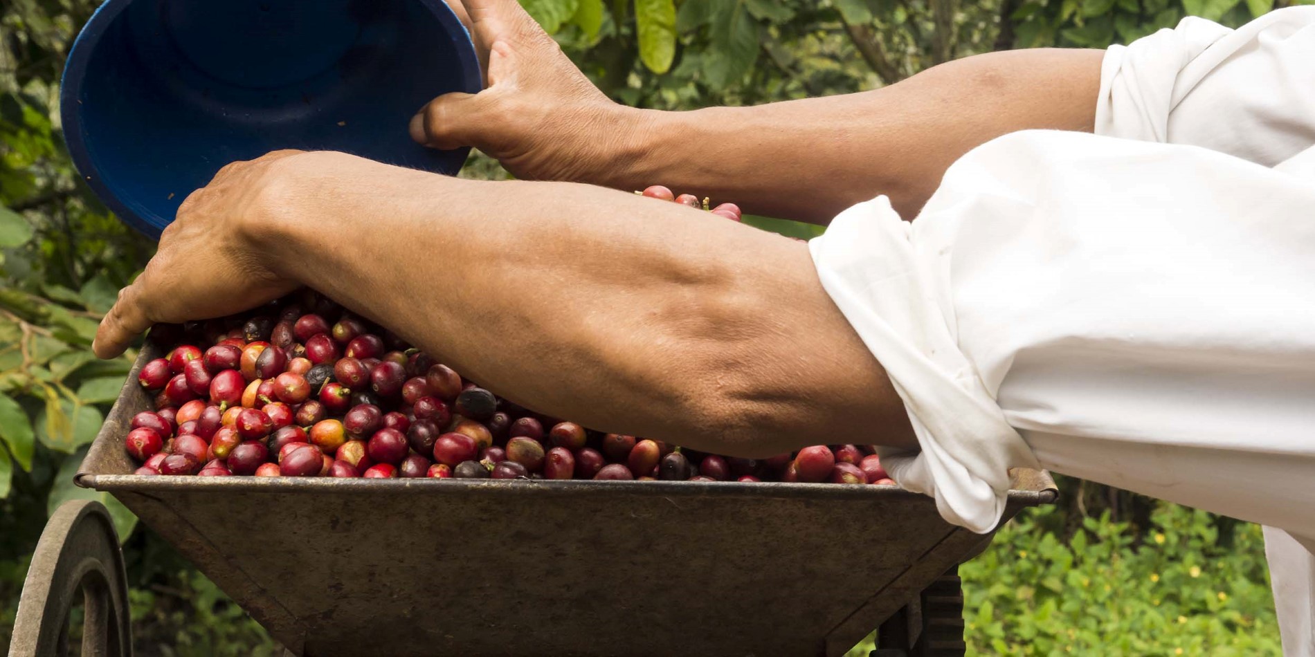 Take a tour at a coffee plantation to learn how these red berries are transformed into the world’s favourite drink.