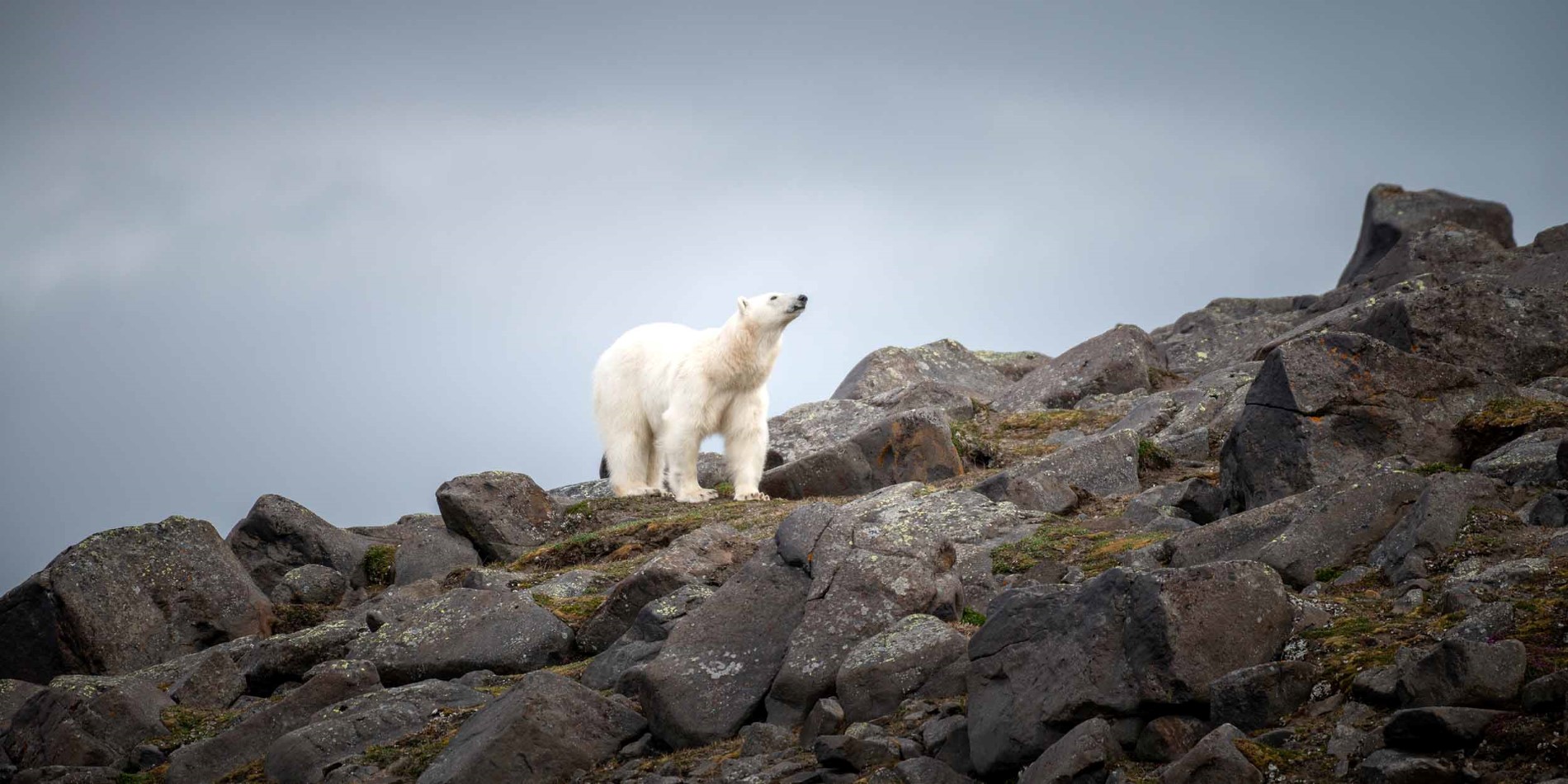 Polar bear at Kapp Lee, Svalbard
