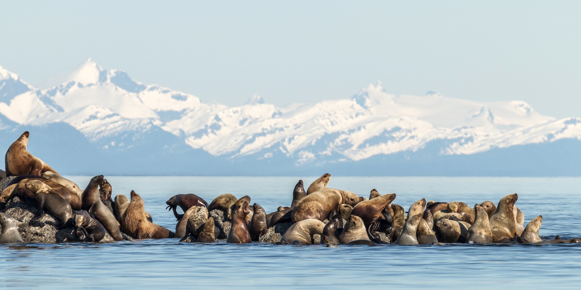 A herd of animals in a body of water