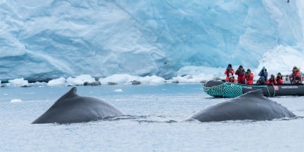 Activities on your cruise to Antarctica | Hurtigruten Expeditions