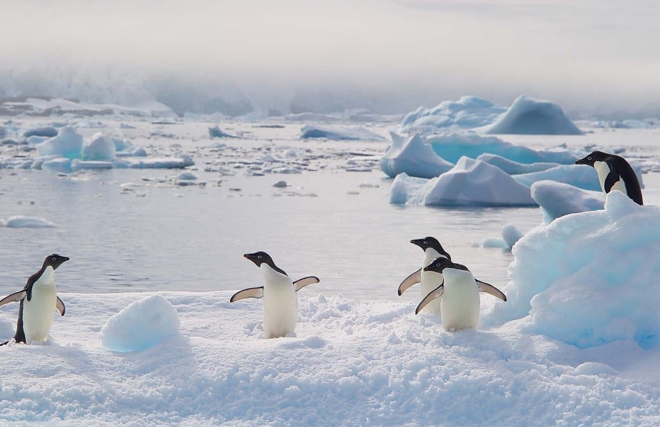 Penguins Live Antarctica