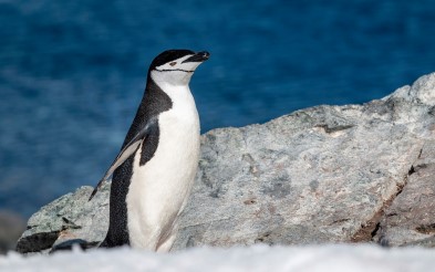 Antarctica Wildlife | Hurtigruten Expeditions