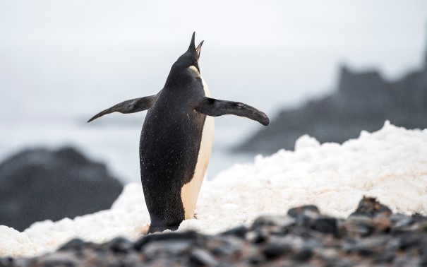 Antarctica Wildlife | Hurtigruten Expeditions