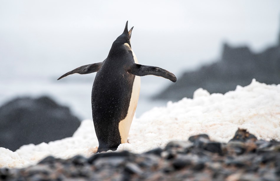 7 penguin species you might see in Antarctica | Hurtigruten Expeditions