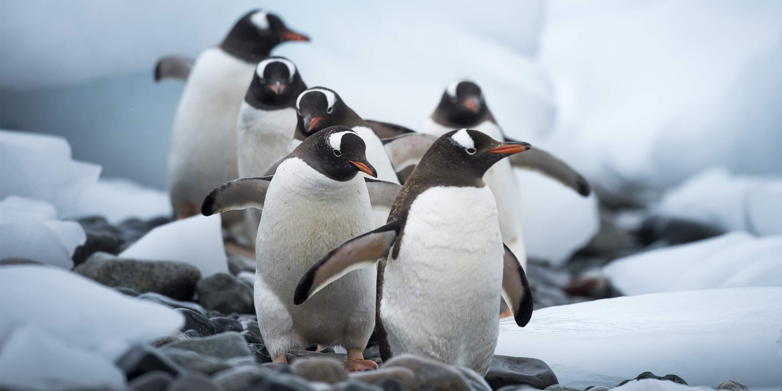 pictures-of-animals-that-live-in-antarctica-picturemeta