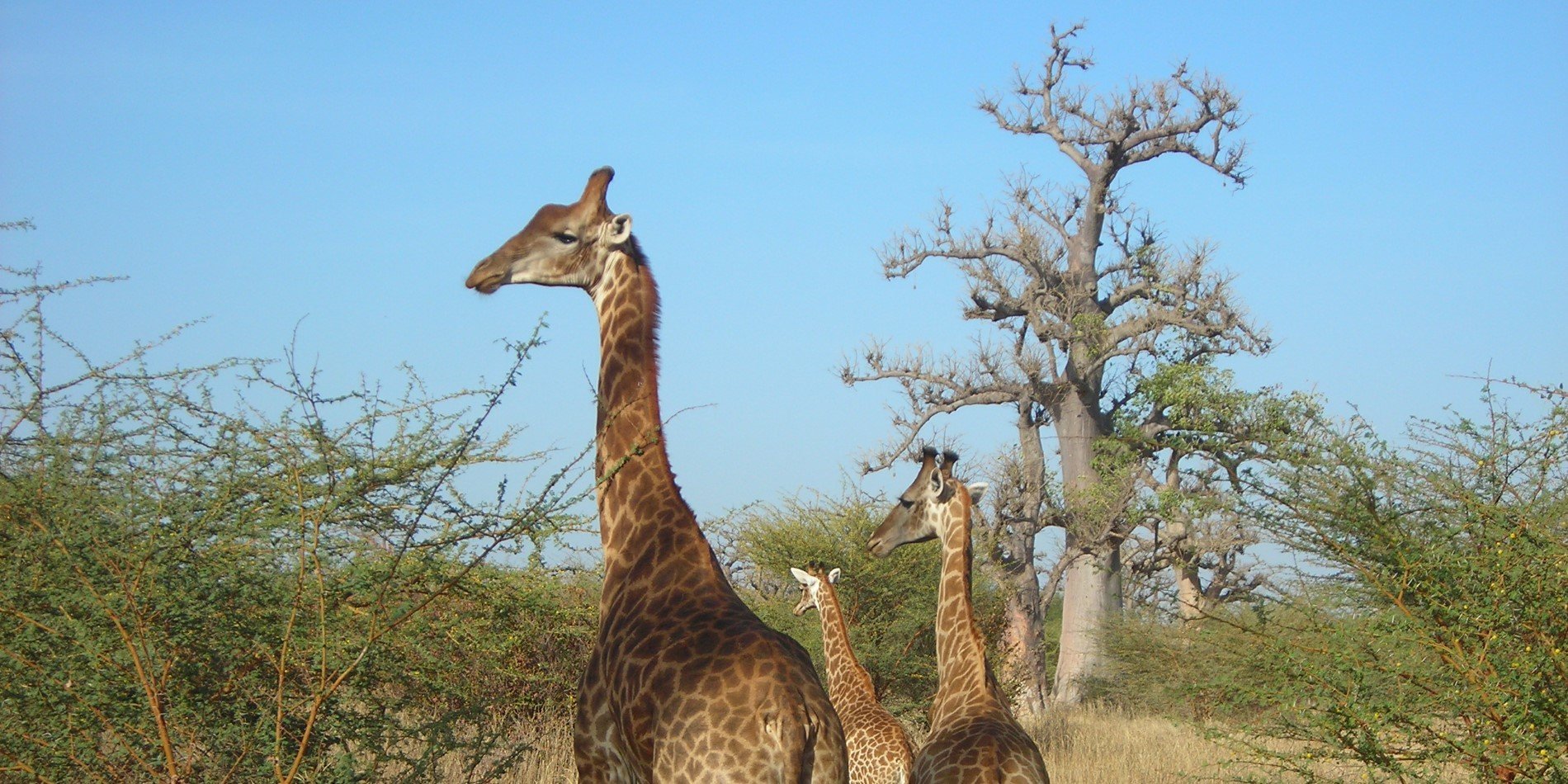 Bandia giraffes