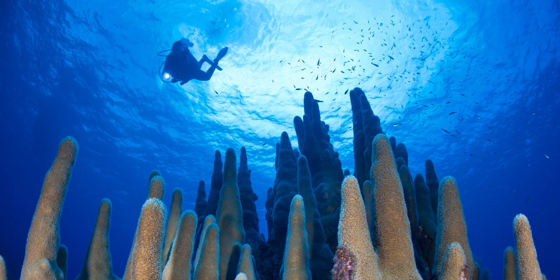 Diver exploring the Cayman islands
