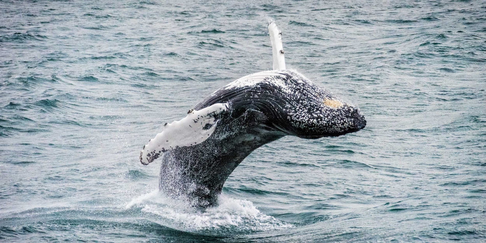Humpback whale, Iceland
