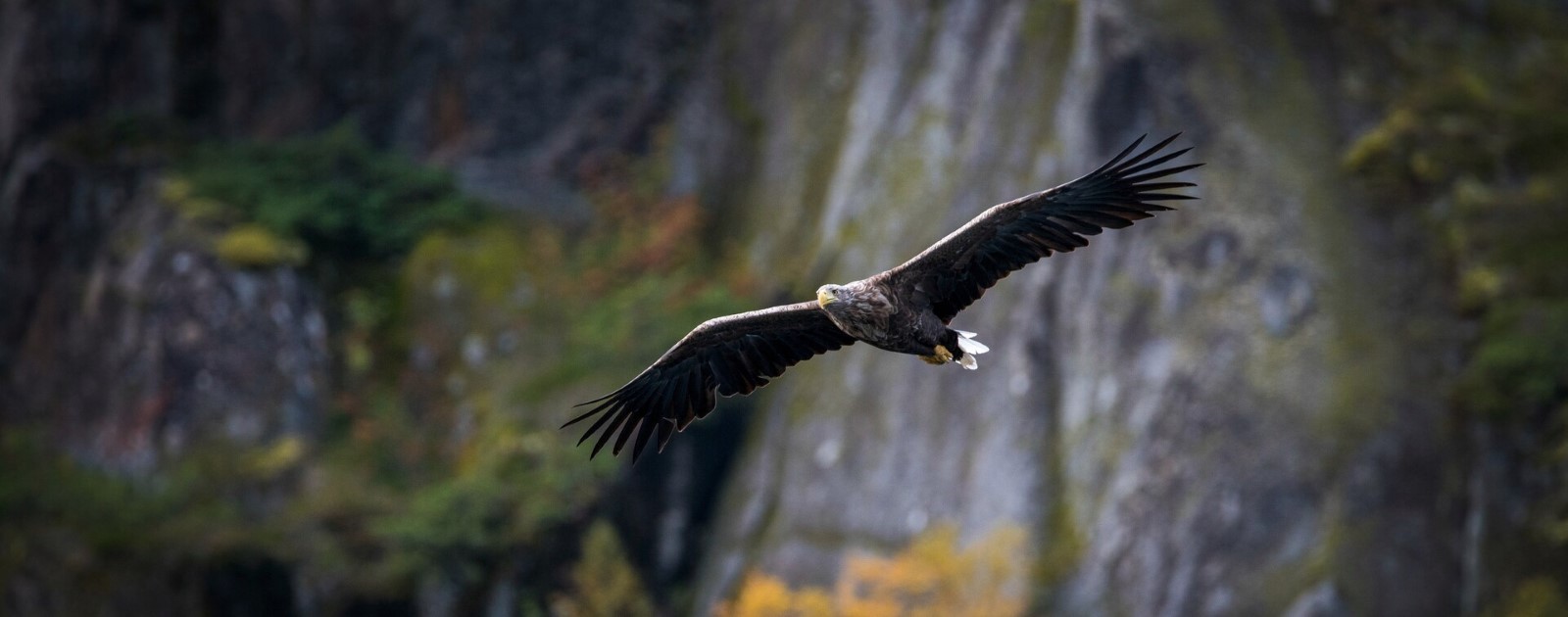 Britain's largest bird of prey the white-tailed eagle set to