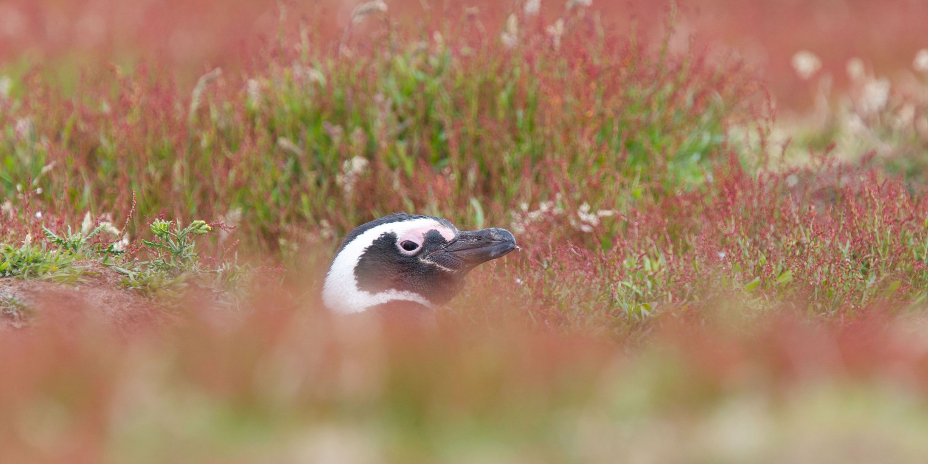 Maybe you will spot a Magellanic Penguin