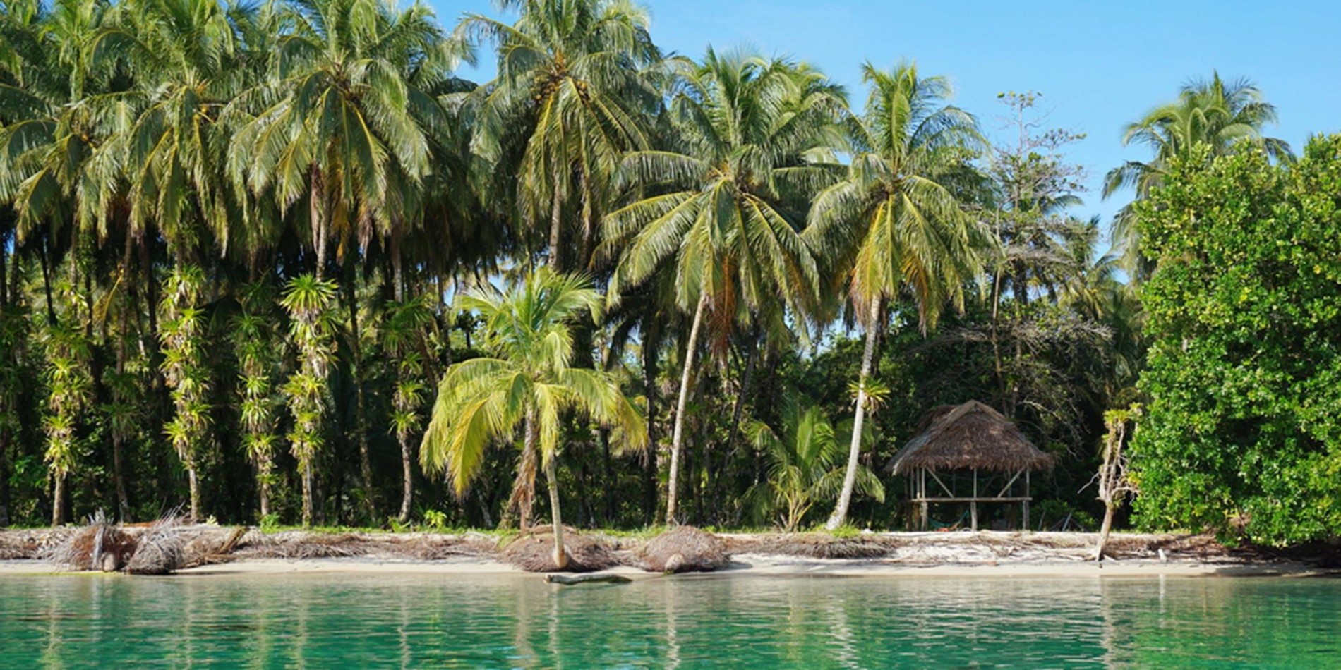 A group of palm trees next to a body of water