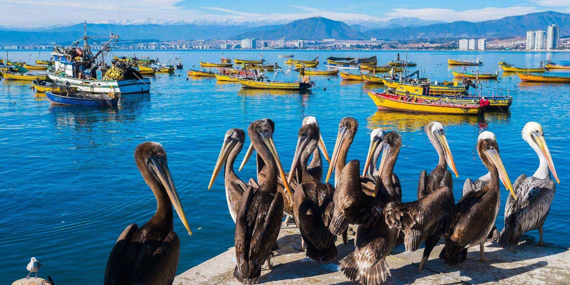 Pelicans in the harbour of Coquimbo, Chile