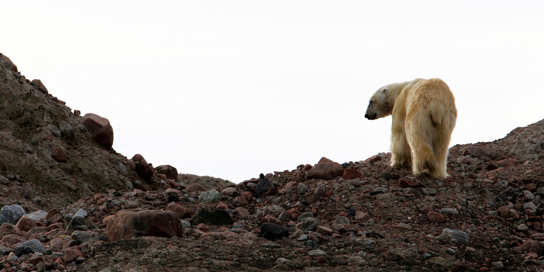 A Polar Bear in Svalbard on a Hurtigruten cruise