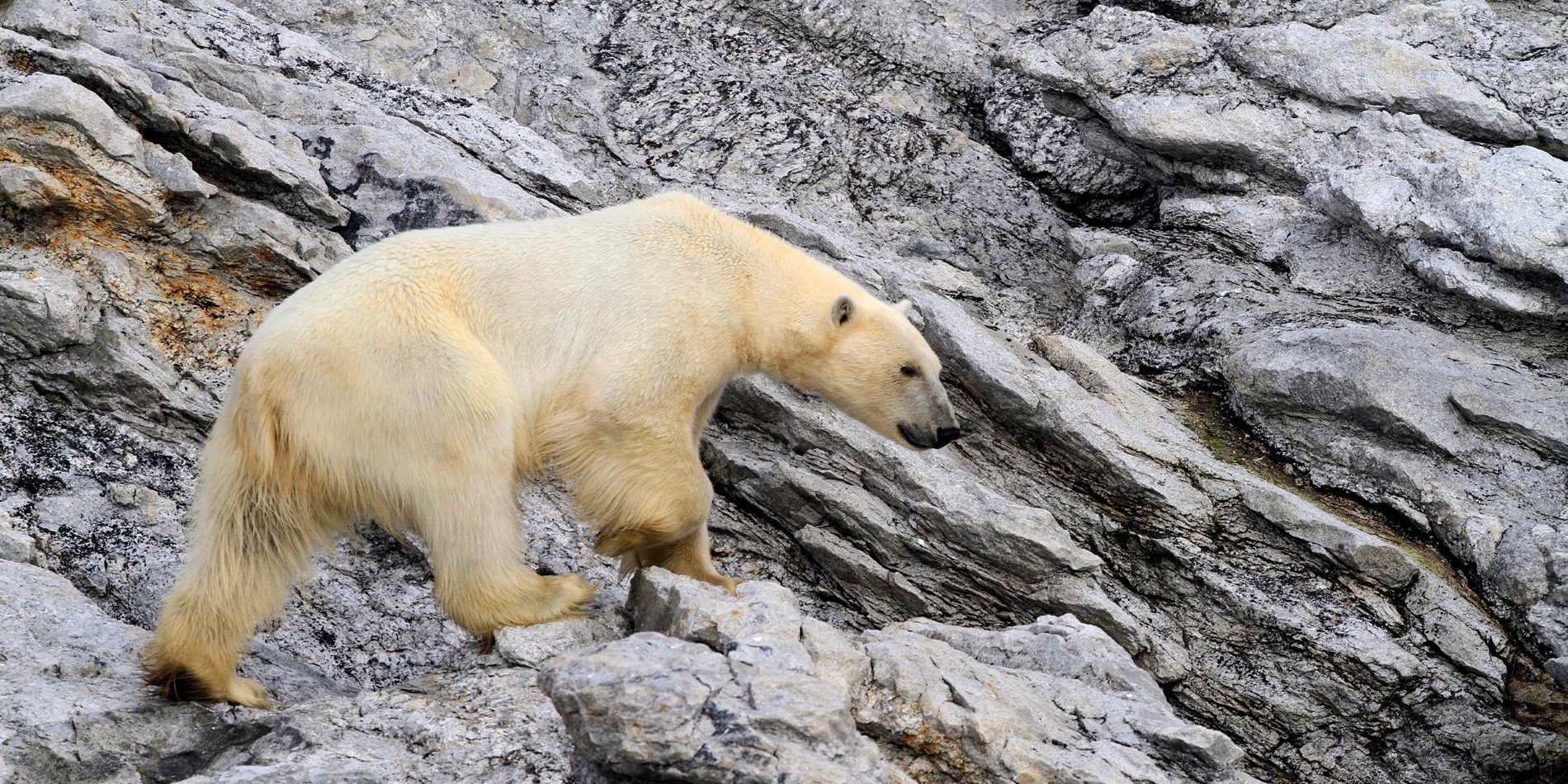 The King of the Arctic, the Polar Bear in Svalbard. 
