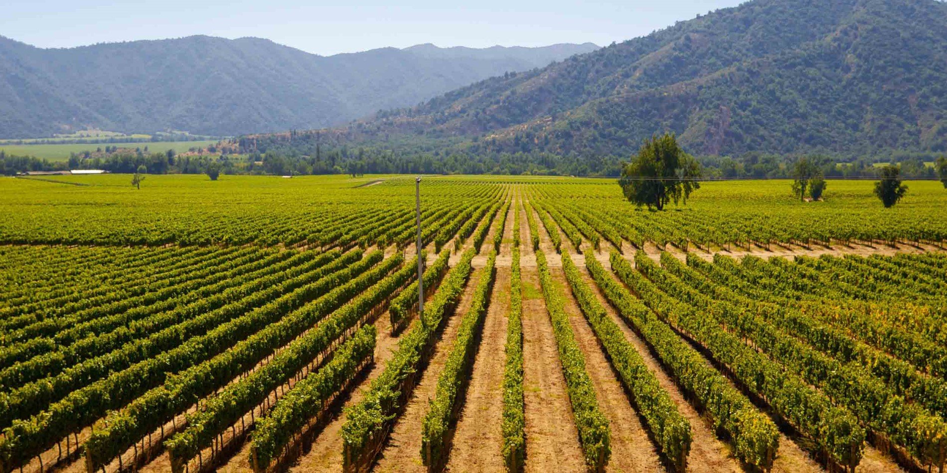 A vineyard outside of Santiago de Chile