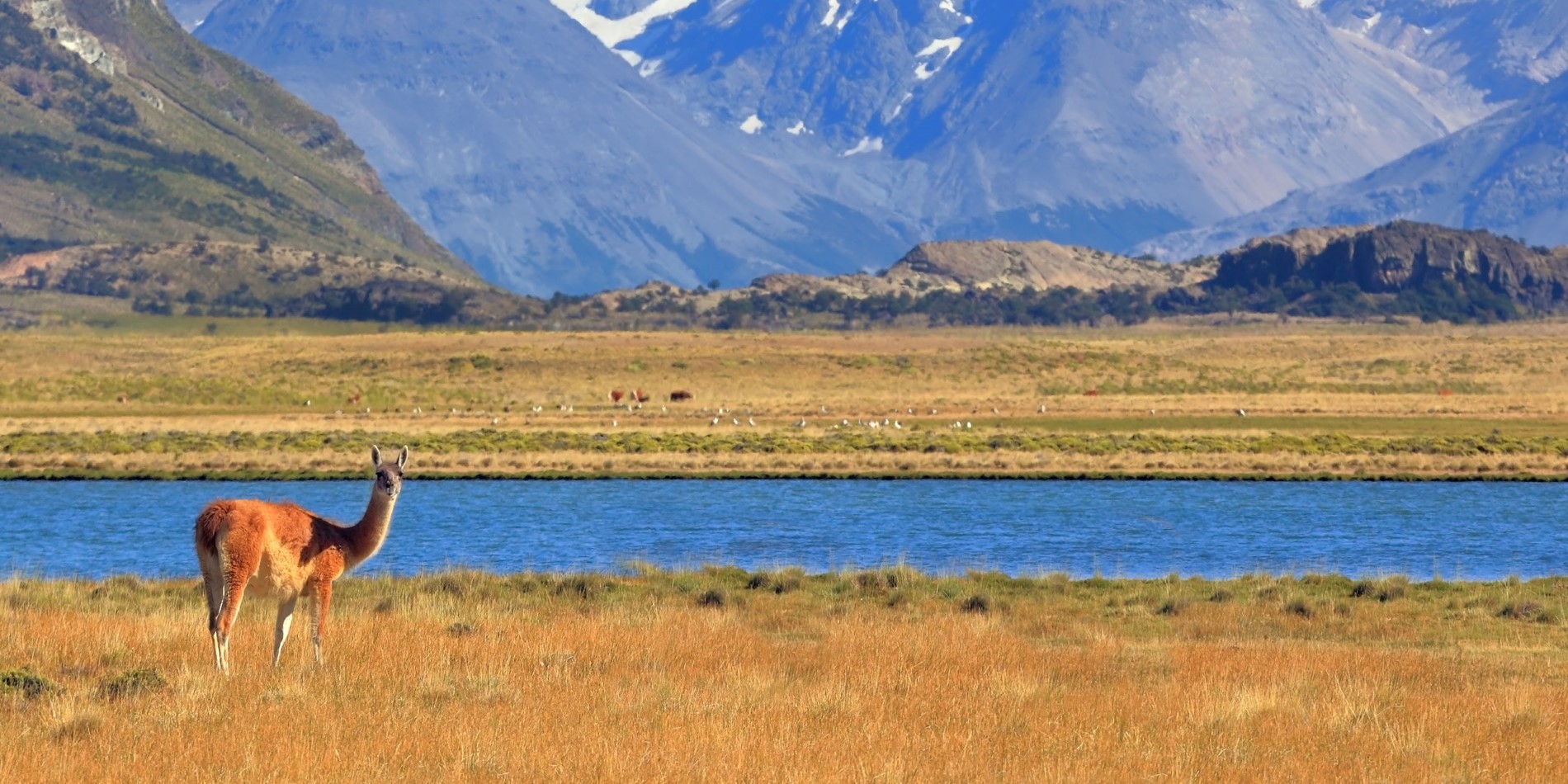 A guanaco enjoying the harmonious Patagonian landscape
