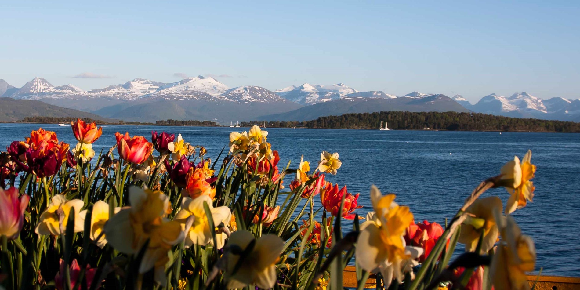Molde, flowers at the harbor