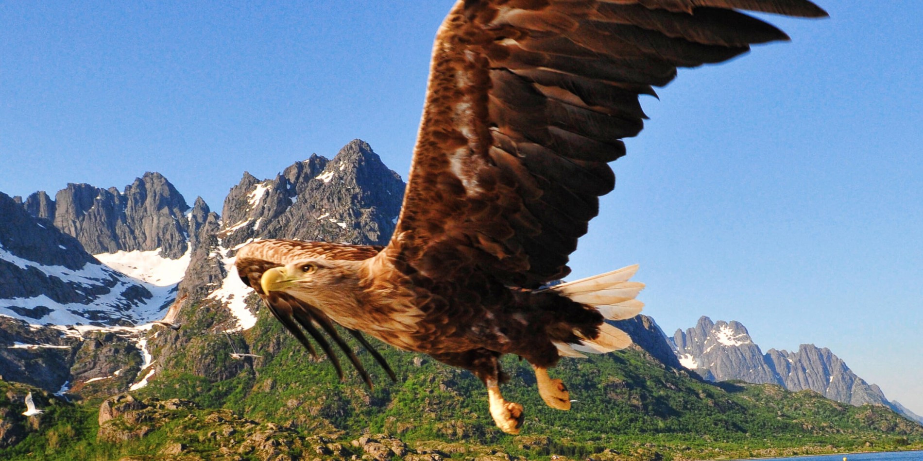A bird flying in front of a mountain