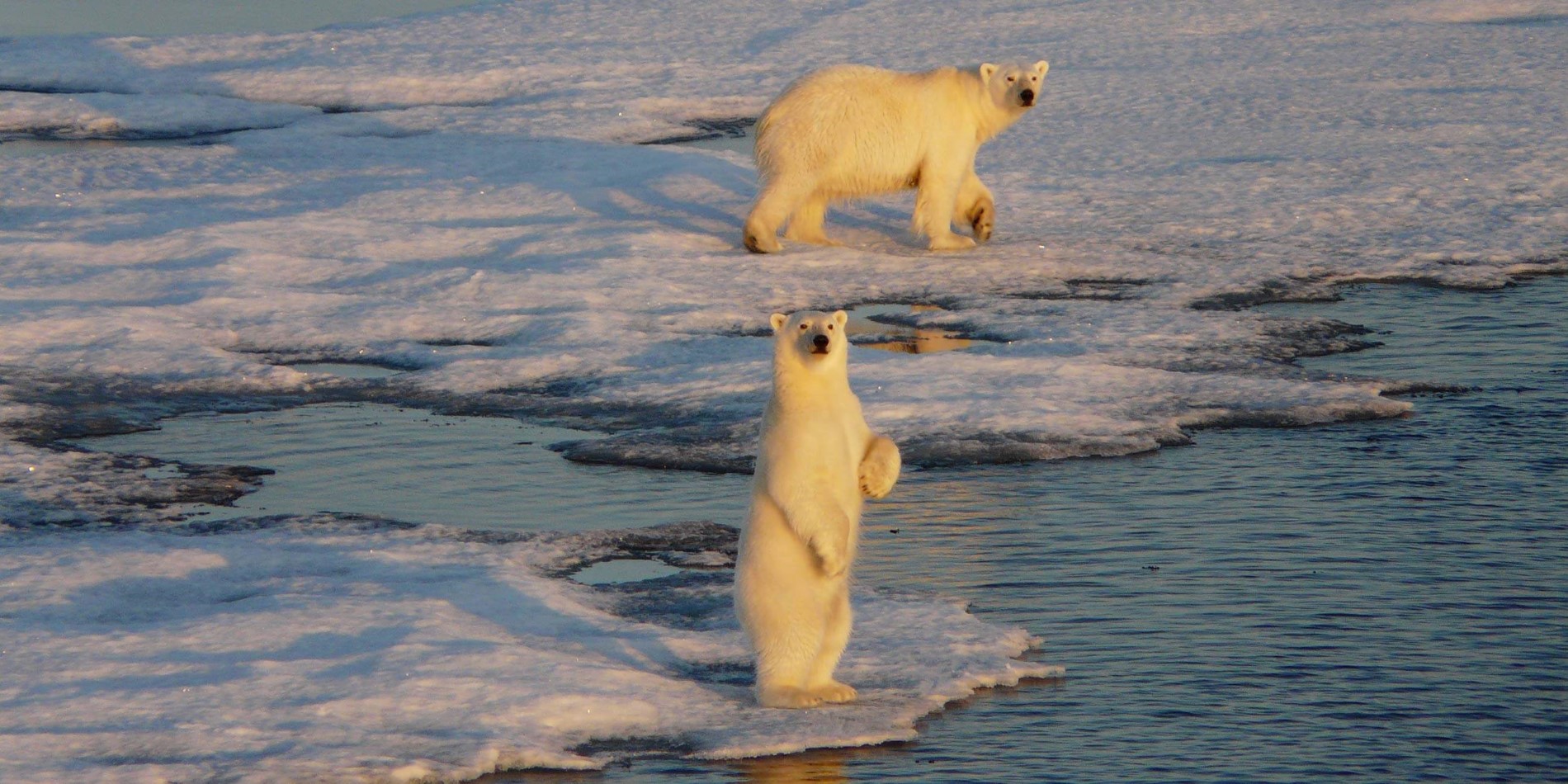 Two polar bears on drift ice in golden arctic sunlight