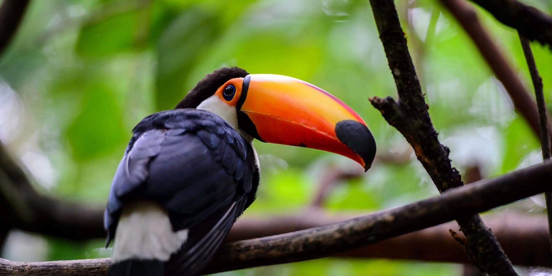 Colourful Toucan sitting on a branch in the Amazonas