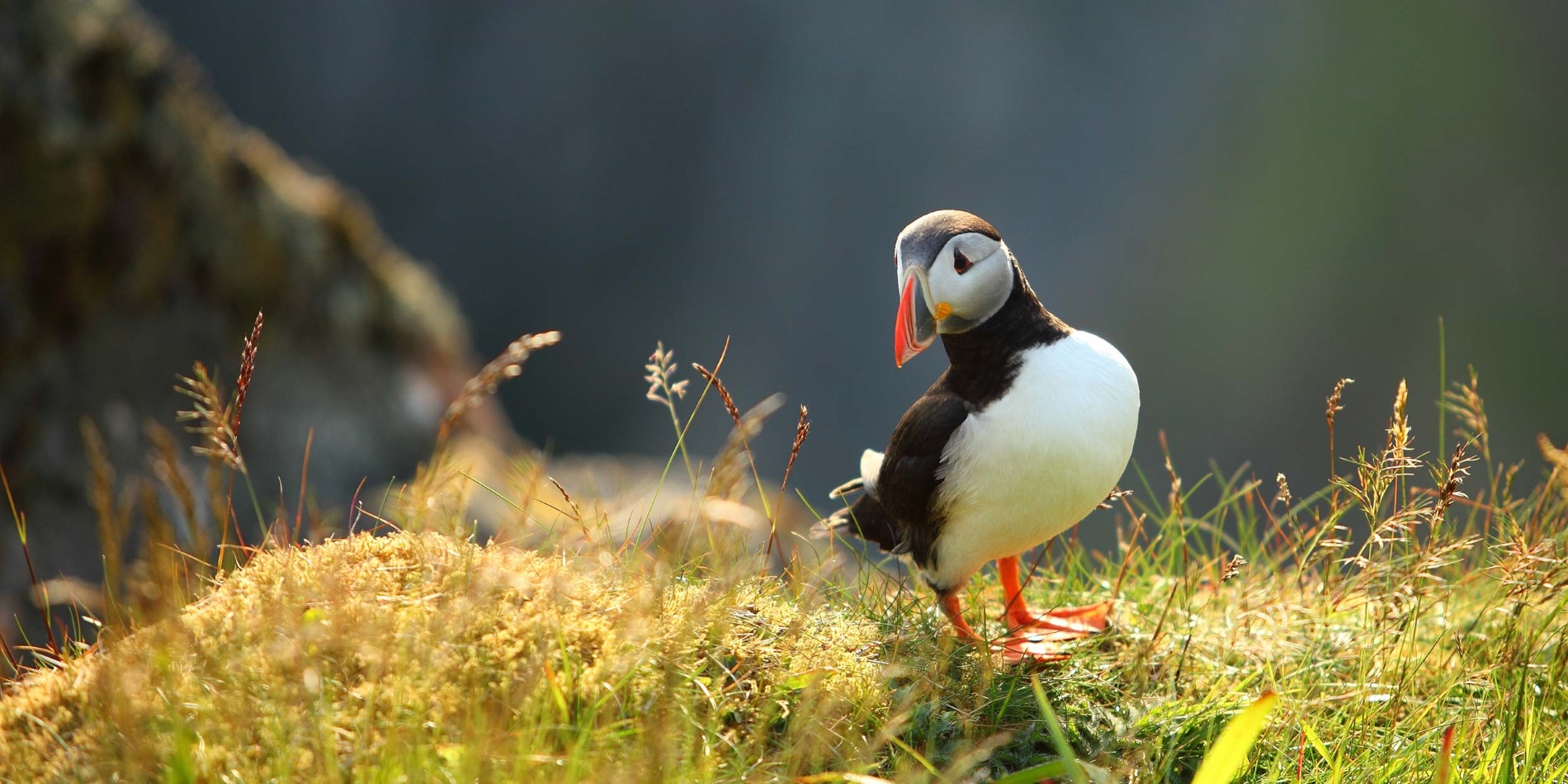 Close up of a Puffin on a grassy slope