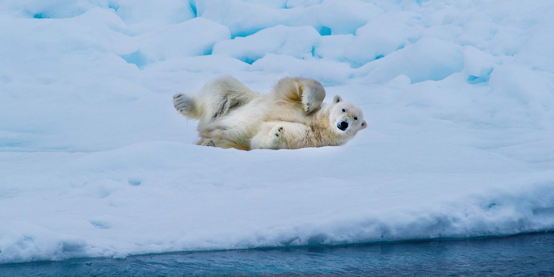 Polar bear laying down on it's side on the ice, looking at photographer