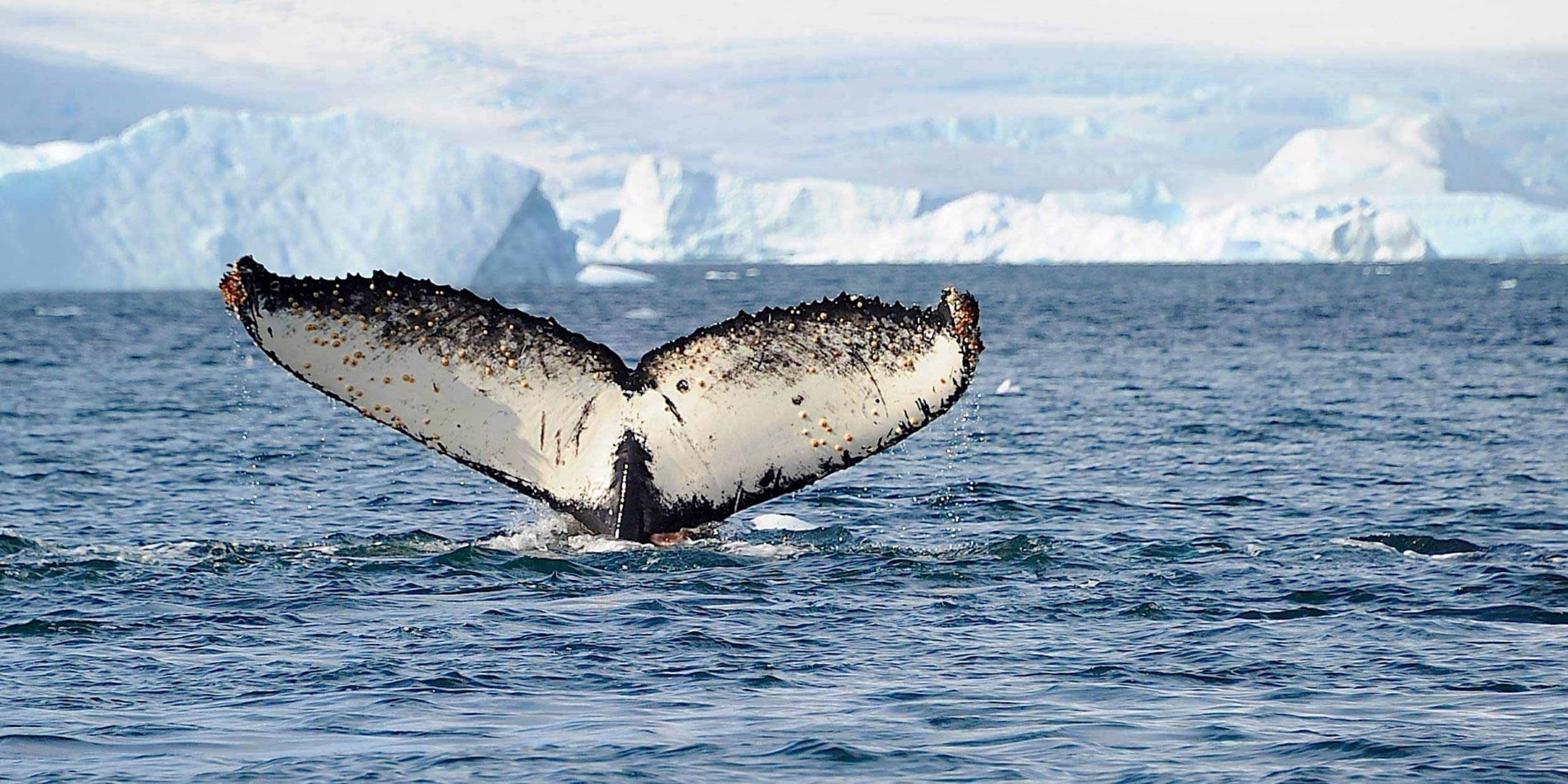 Whales tail over the suface of the antarctic sea