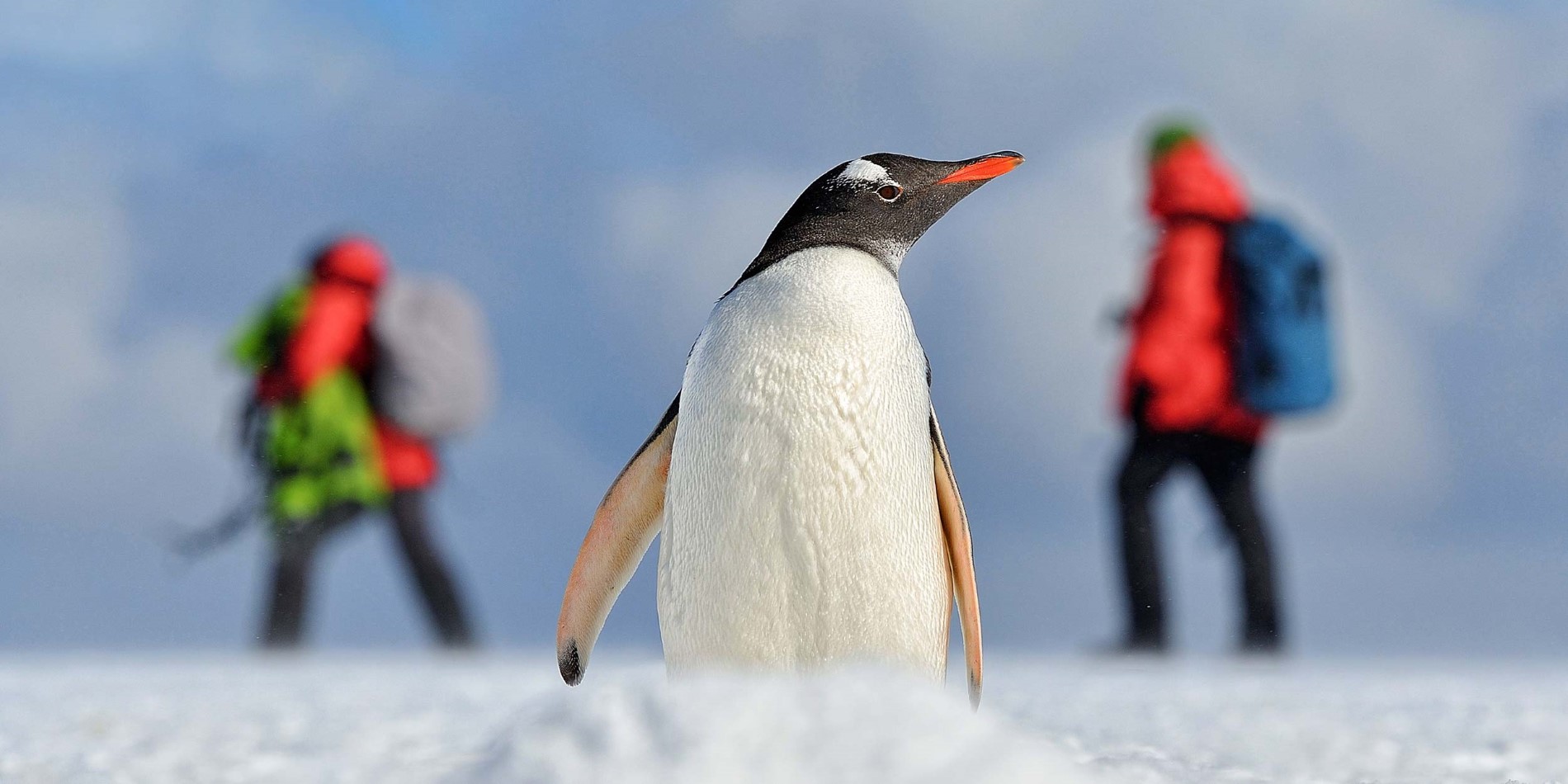 Close-up of penguin with diffuse people in the background