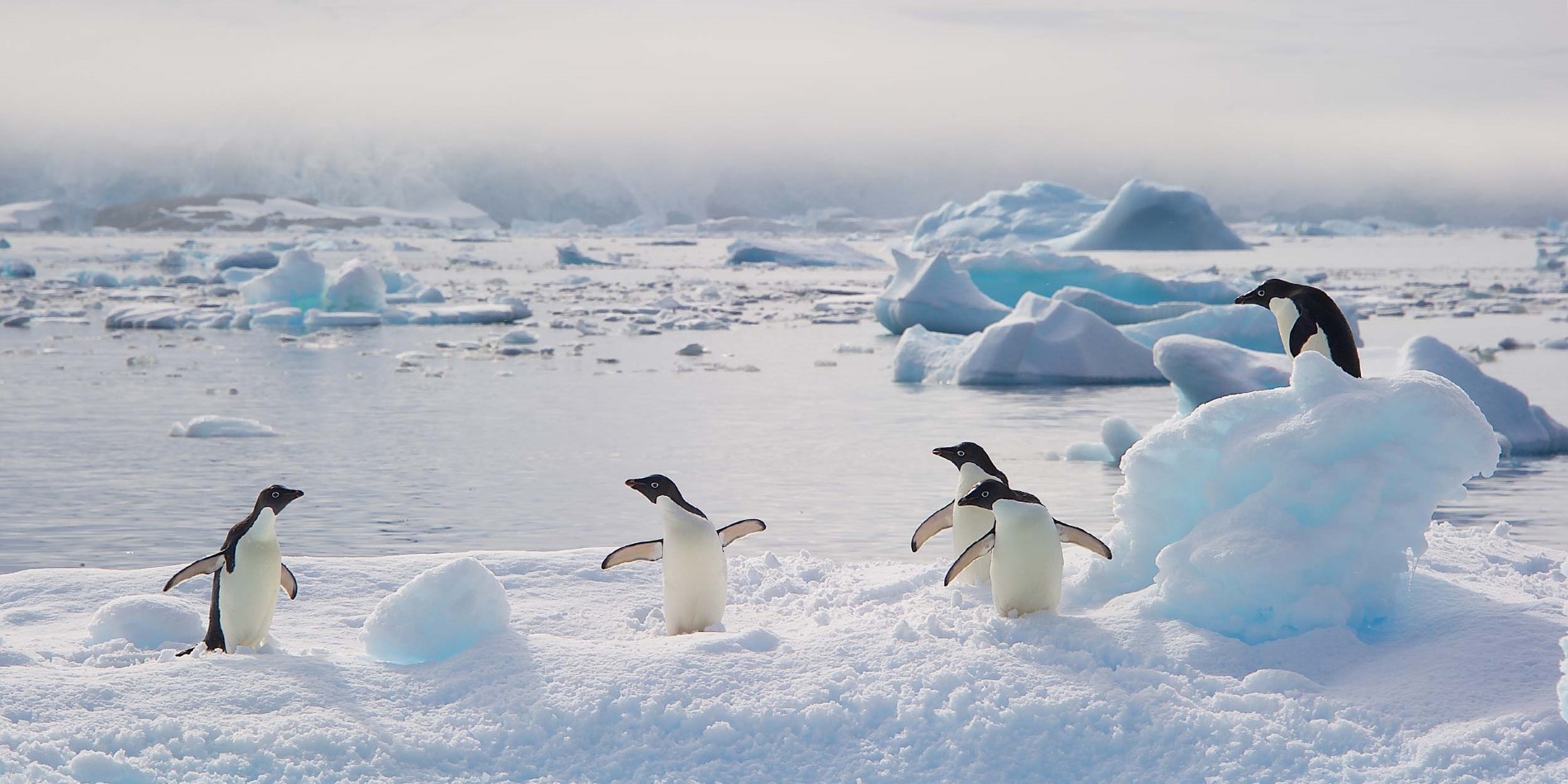 Group of penguins sitting on drift ice