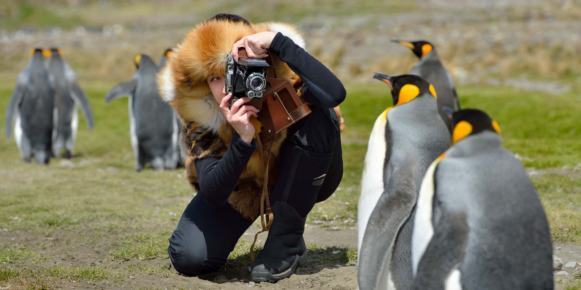 Woman with vintage camera taking a picture of penguins