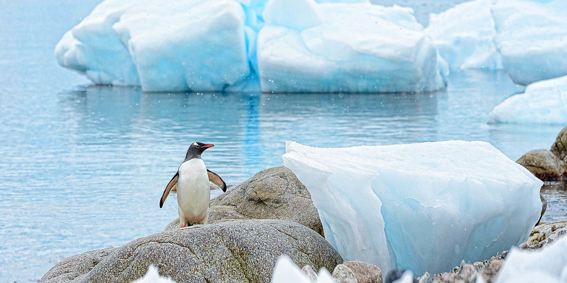 Gentoo penguin on a rock
