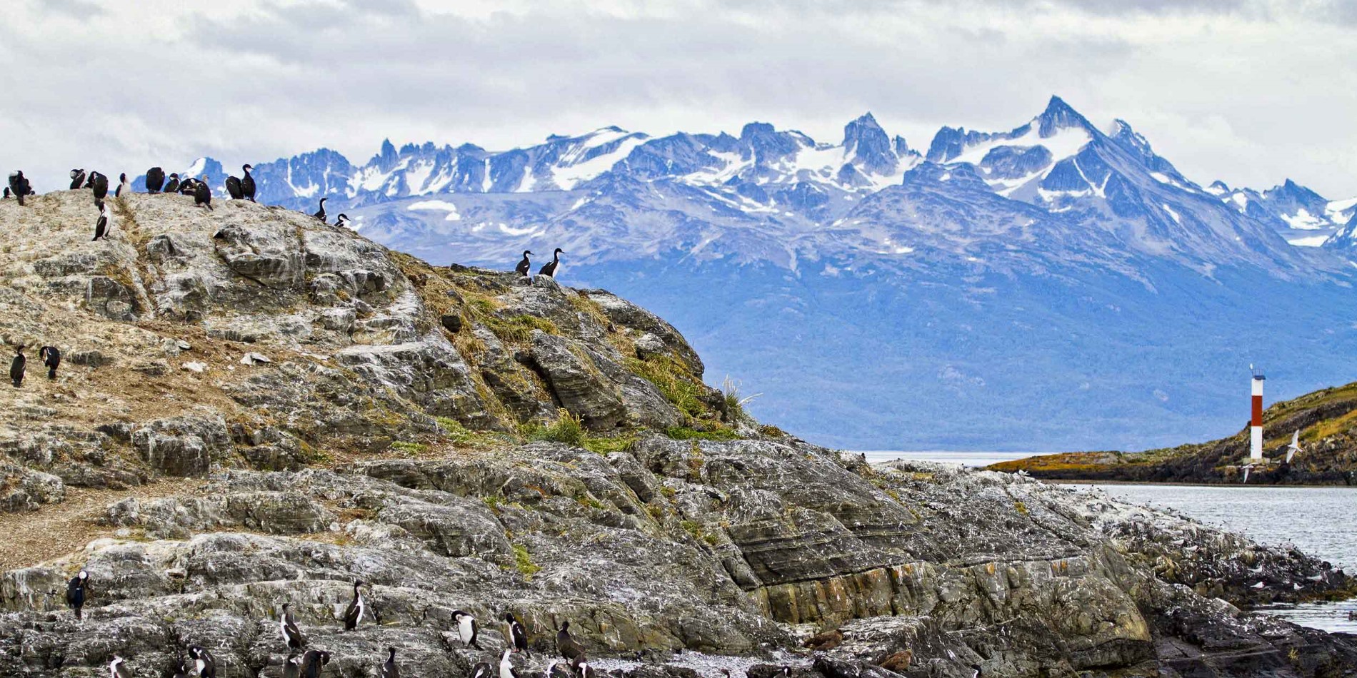 Cormorant colony in Tierra del Fuego
