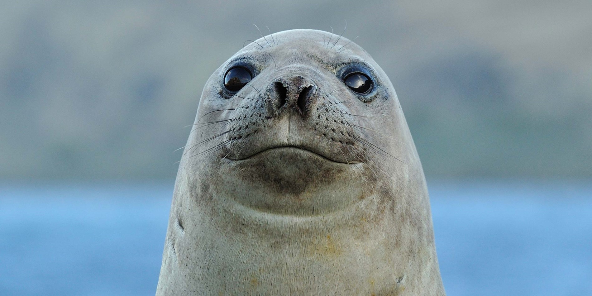 A close up of a seal