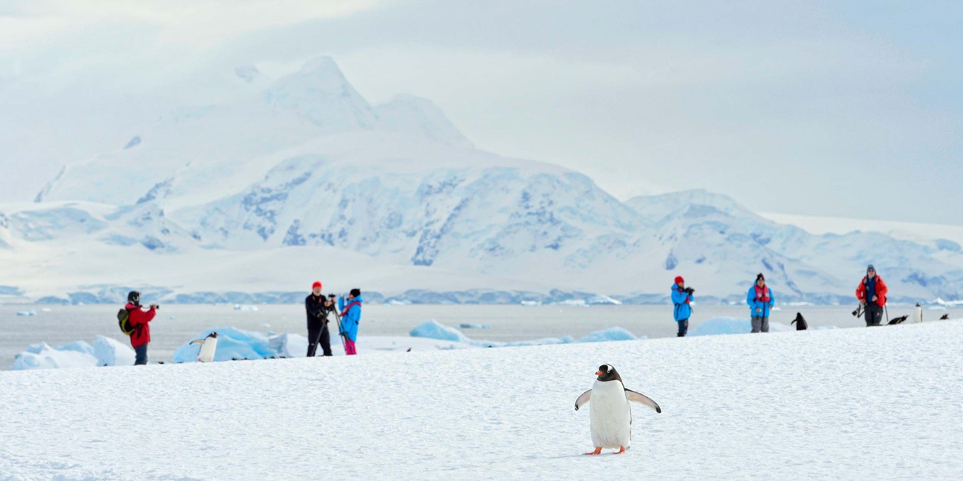 Passengers and penguins in Antarctica