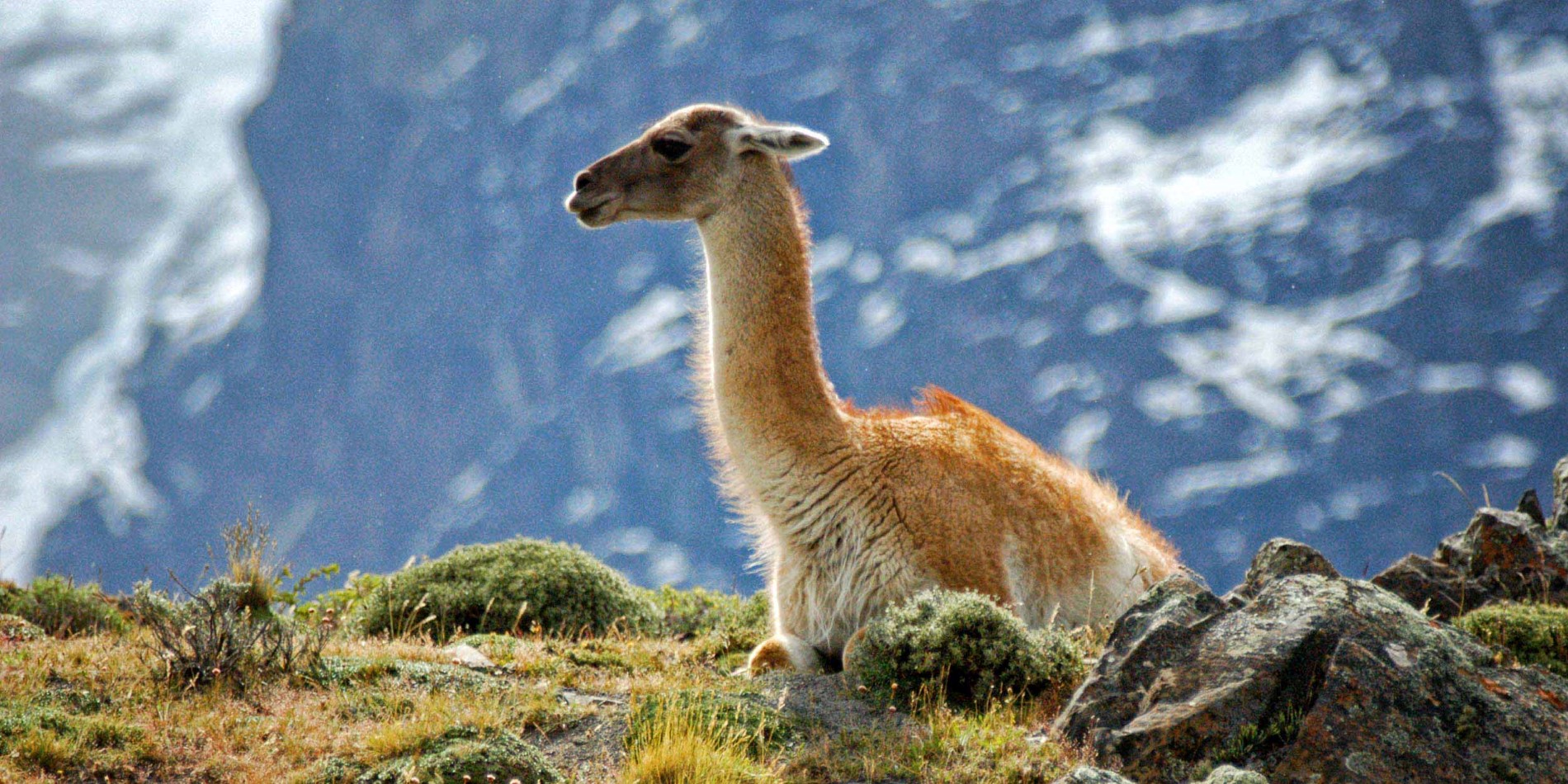 Lama in Chile