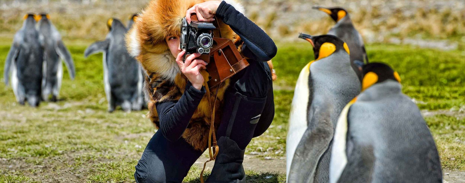 The King Penguin | Hurtigruten Expeditions