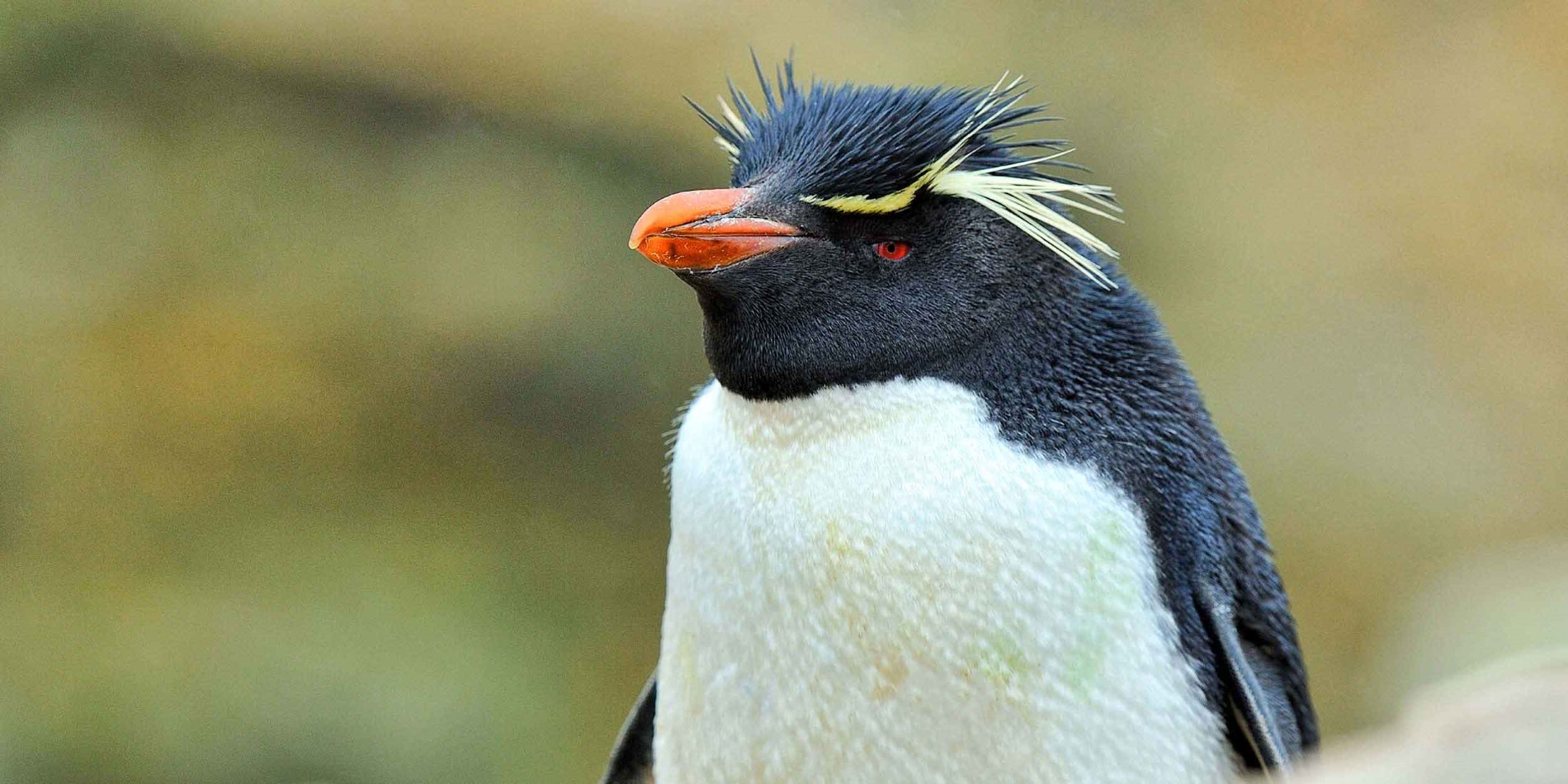 Rock hopper penguin
