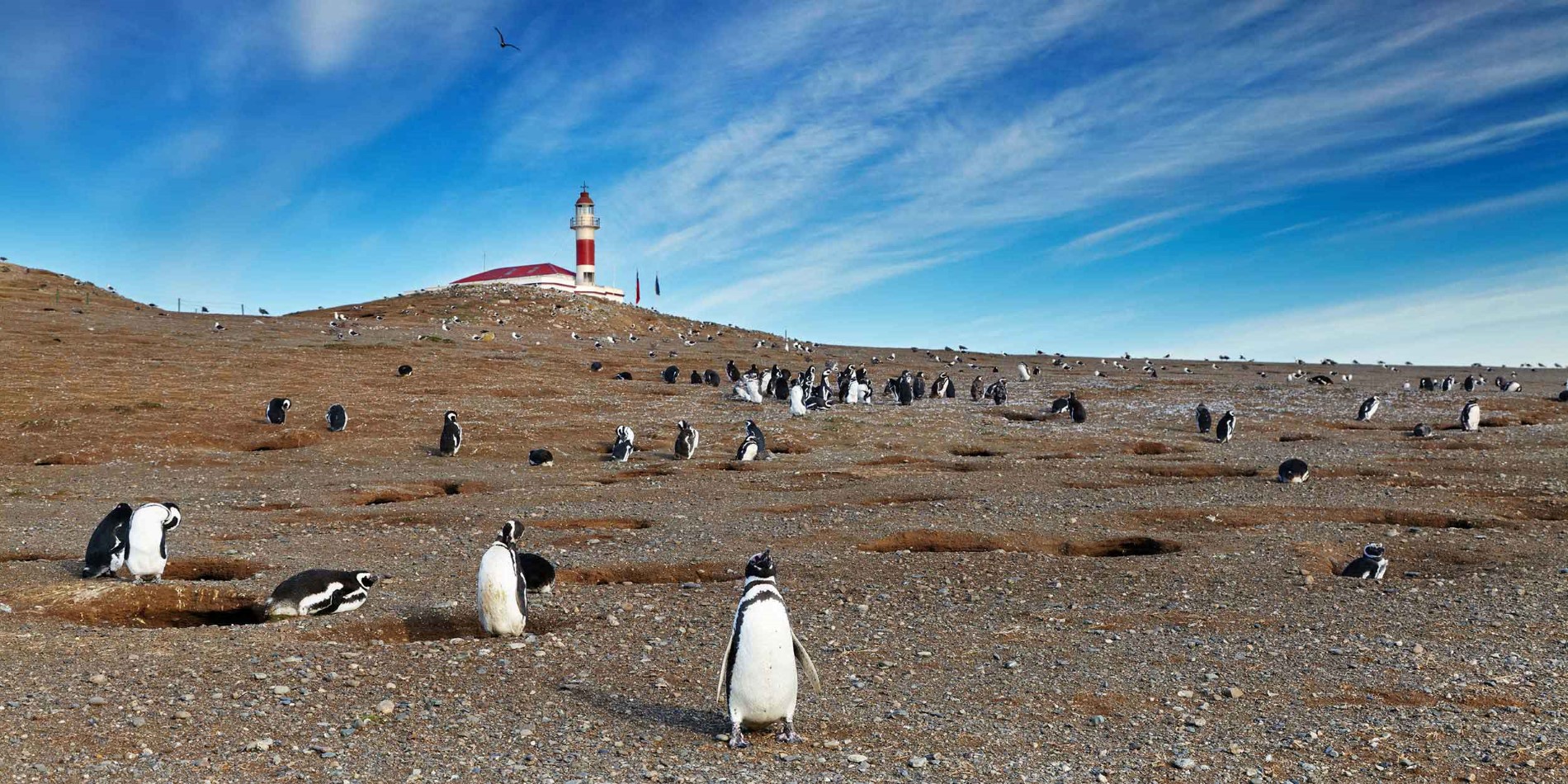 Magellanic penguins on Magdalena island