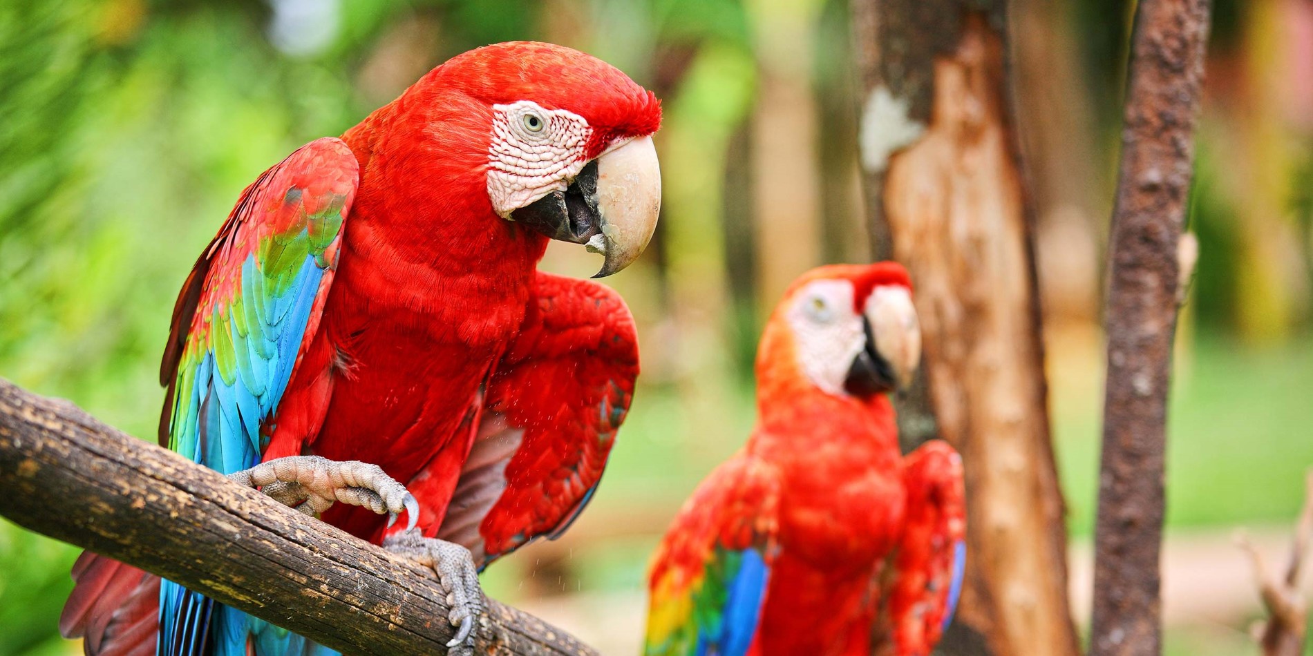 Scarlet macaw (ara macao)