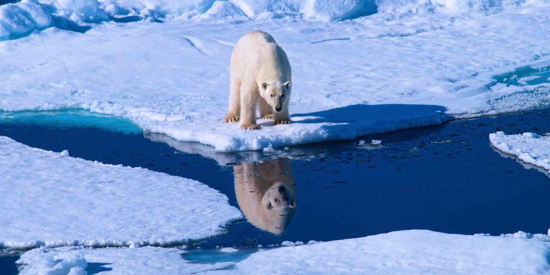 Polar Bear Spitsbergen reflection in water
