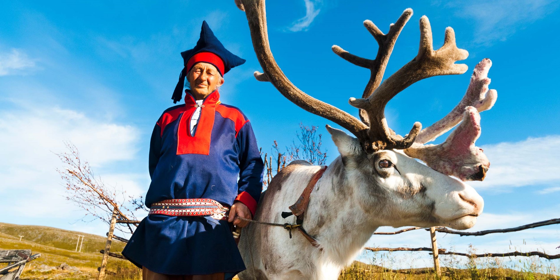 Reindeers are essential for Sami culture and life